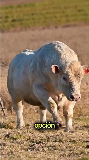 The impressive Charolais cattle from France #interestingfacts #facts