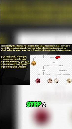 Kidney Bean Dichotomous Key: Identify Beans! #shorts