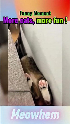 No Cat No Fun 😻| Funniest & Cutest Cat Moments Ever #funnypets #cat #meowhem #hilariousfails #funny