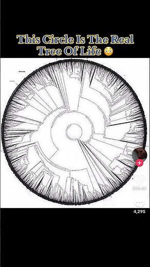 This Circle Is The Real Tree Of Life 😳#interesting