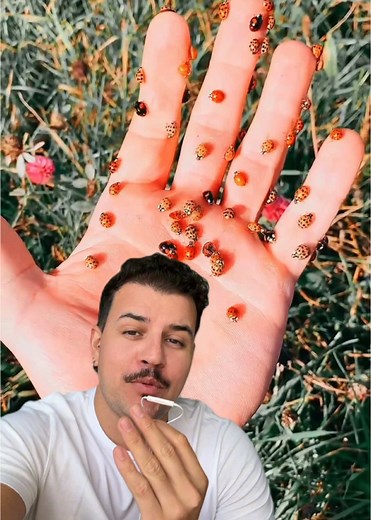 A Evolução das Joaninhas no Meu Jardim
