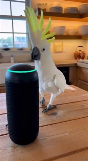 Energetic Dancing of the Yellow-crowned Parrot