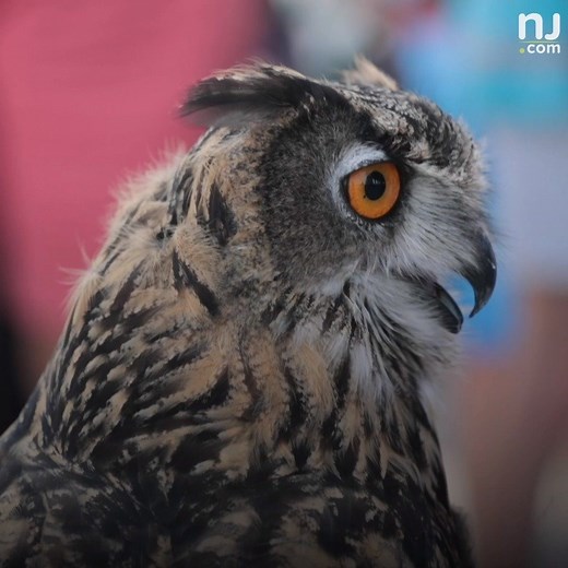 34K views · 331 reactions | Seagulls are getting aggressive, so this...