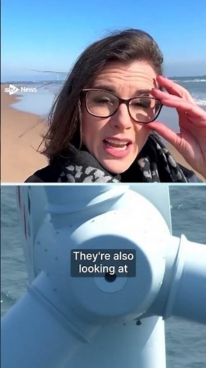 What's the impact of offshore wind farms on our seas? #news #shorts #offshore #windfarm