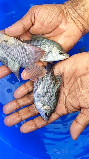 Black gaint goura fish