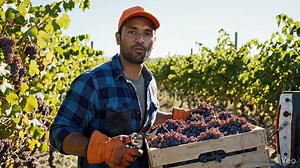 ✅ Canadian Grape Farm hiring Harvesting Labourer . ✅ Foreigners can apply 🔗 Full details & how to apply 👉 See comment | Canada Work Update