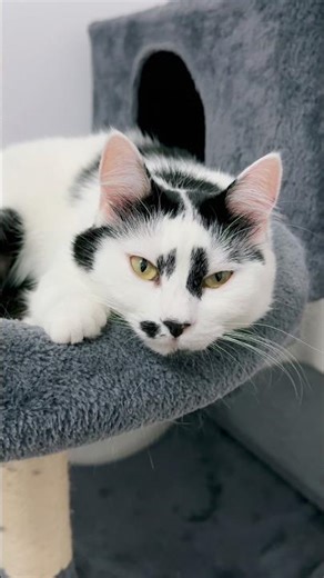 Zora the Ultimate Nap Queen 😴👑🐾