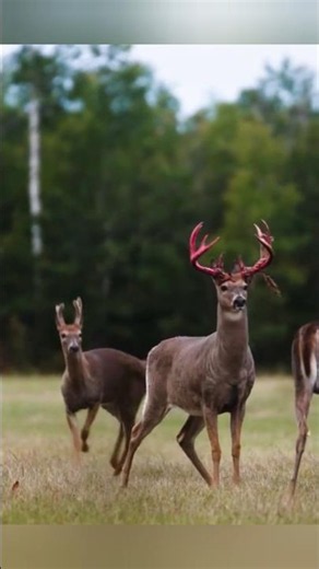 🦌Мощная охота на оленя#охота #олень #охотанаоленя #дикоеживотное #лес #природа #охотник #охотавлесу