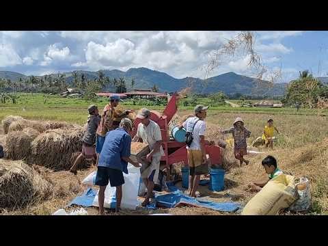 Harvesting Rice In the Philippines // Farmer's Life #nature #philippines #harvest #teaching