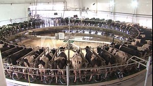 Milking cows by automatic industrial milking rotary system in modern diary farm