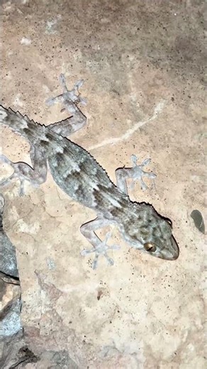 Night Gecko Close-Up: Climbing a Stone Wall