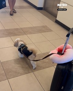 How very well-trained! | Metro