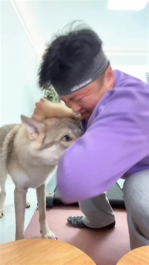 女当家 on Instagram: "我和狗狗的幸福生活（互相轻咬是一种互动信任的趣味）#live #dogsofinstagram #捷克狼犬 #dog"