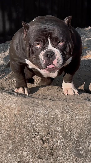 BlackBerry Po - 9 month old Master Po daughter lookin like a female version of her pops, the apple didn’t fall far from the tree with this one 😤🖤 | John Gueco