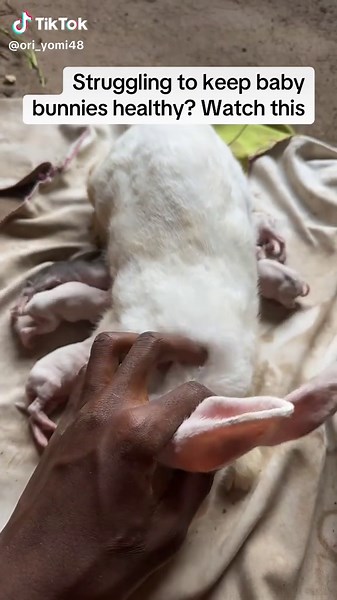 Rabbit Kit Growth Tips: .Newborns depend totally on mom’s warmth and milk. . Keep them warm, handle gently, check daily for healthy bellies. .Here's how I gently feed and care for tiny kits, preventing injury and ensuring growth. .Show your love for rabbit kits, comment your best care tips below 👇 #creatorsearchinsights #rabbitkits #bunnycare #animalobsessed #cuterabbits #farmtok #animalcare #rabbitsoftiktok #bunnytok #babybunnies #viralanimals