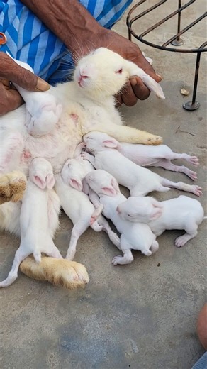 Rabbits Feeding with Baby Animals