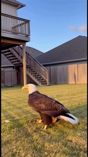 Eagle Snatched The Kitten... Mom JUMPED From The 2nd Floor?! 🤯