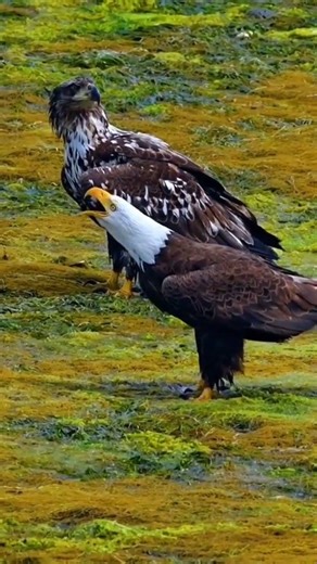 Bird ka sound video 🐦 #birds #viral #trending