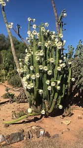 11K views · 624 reactions | One of our San Pedro cactus flowering. | Cactus Country | Facebook