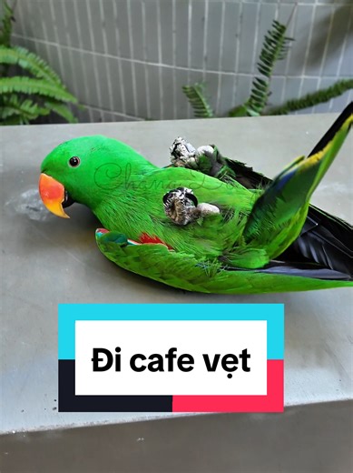 Đi Cafe Vẹt Gặp Em Gà Nam Vương