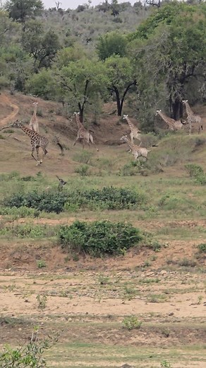 Watch this amazing sighting of giraffe running down a hill and playing. The are just next level. #safari #Amazing #krugernationalpark #wildlife #giraffe | Shaun Etsebeth Photo Safaris