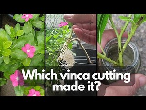 VINCA CUTTINGS PROPAGATION | Which one worked better?