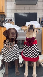 Welcome back to our chaotic kitchen 🫡 | Good Boy Ollie