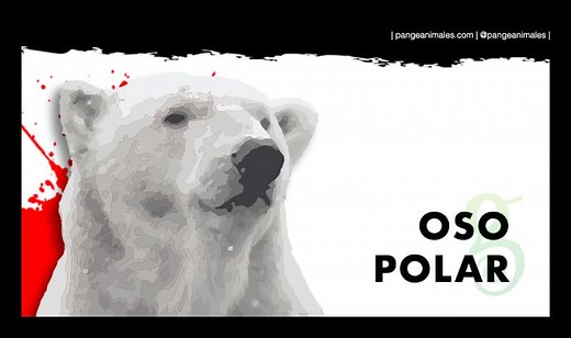 Oso Polar: Características, Qué come y Carácter | Pangea