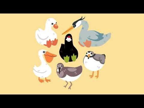 beats for birds ~ chill lofi