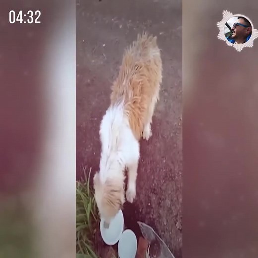 57K views · 3.2K reactions | Ani de zile și-a așteptat stăpânii care l-au părăsit, dar lucrurile au luat o întorsătură incredibilă (poveste reală) | George Moldovan | Facebook