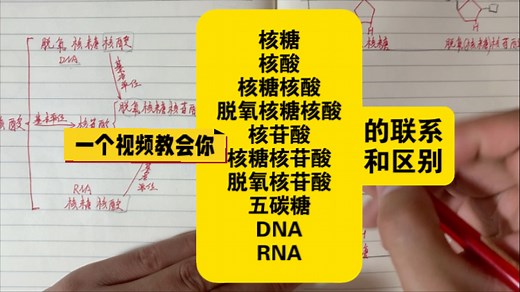一个视频教会你“核糖 核酸 核糖核酸 脱氧核糖核酸 核苷酸 核糖核苷酸 脱氧核苷酸 五碳糖 DNA RNA”的联系和区别