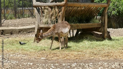 Female deer in a natural environment. Wildlife mammal animal.