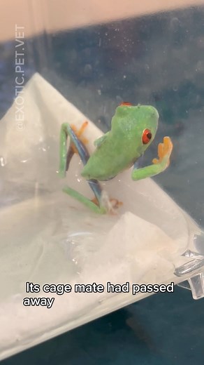 7.8K views · 87 reactions | This red-eyed tree frog suffered from a...