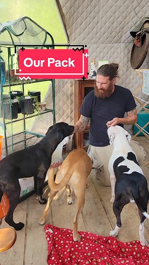 Off-Grid Living with Family and Pack in Tennessee