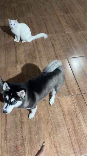 Obedience Training Two Puppies and One Cat || ViralHog