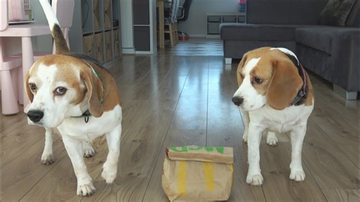 I left my beagle alone with McDonald's burgers for 15 minutes