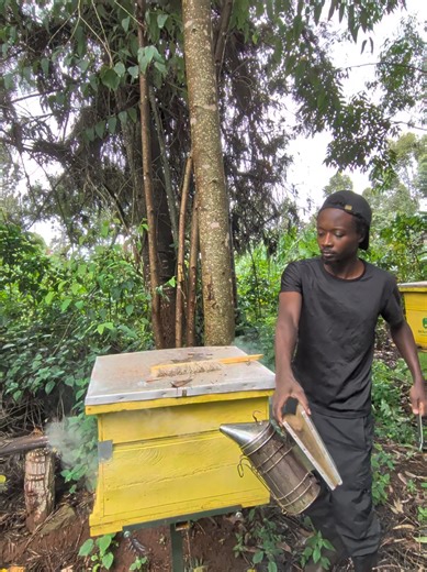 Hive Inspections #hiveinspections #beekeeping #beekeeper #honey