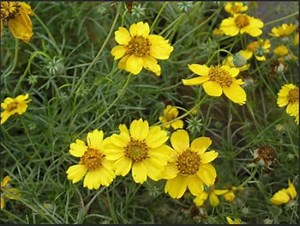 Bulk Navajo Tea Seeds, Greenthread, Thelesperma Filifolum, Medicinal Plants TL011C - Etsy