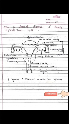 Labelled diagram of female reproductive system for Class 12 Biology