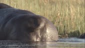 A hippo marks its territory by spraying dung. Available in HD.