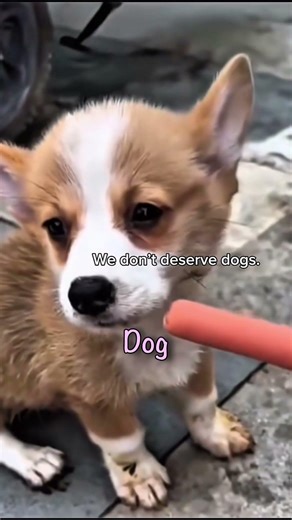 Stray Dog Getting Kicked Out Of A Restaurant When Trying To Find Food #straydogs #dogs #shorts