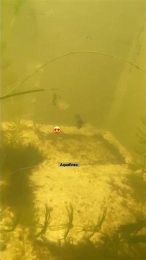Guppy Fish | ‪@AquaFinzo‬