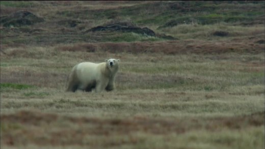 【PBS-Nature】神奇的雪鸮Magic of the Snowy Owl 2012【生肉】