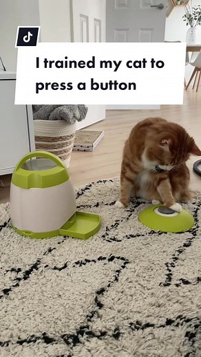 Training Your Cat to Use a Button for Treats