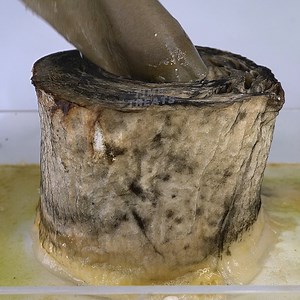 67K views · 786 reactions | #timelapse #science #rotting Let's take a closer look at how fast (1) Toilet Paper, (2) Trout Fish and (3) Eggs rot. Stay tuned, you will see lots of mold & maggots in this video  | Time Treats | Facebook