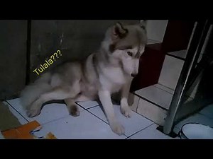 Siberian Husky Giving Birth for the first time Part 1