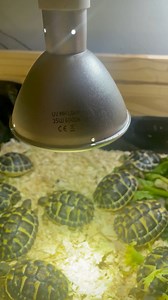 Come allestire un terrario per le tartarughe di terra? Tenere un terrario sempre pronto è sempre una buona idea, può servire per mille motivazioni. Nel mio caso per un risveglio anomalo delle baby che avrebbe portato sicuramente a qualche decesso, ma potrebbe anche servire nel caso il veterinario ritenesse opportuno per motivi di salute far saltare il letargo.Nel reel una piccola clip mentre il video completo lo potete trovare sul nostro canale youtube “il paradiso delle tartarughe” https://yout