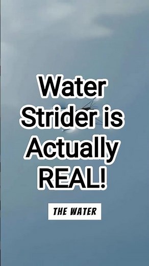 Water Strider is Actually REAL!