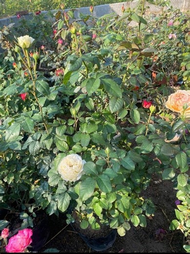 👑 MAYO CLINIC Recommended | Tiworld™ Smart Health Monitor Tired of painful finger pricks? Tiworld™ lets you track blood sugar, lipids, blood pressure, uric acid, and more — no needles, no blood, no pain. 🩸 Non-Invasive & All-in-One Measures 12 key health metrics: blood sugar, lipids, blood pressure, uric acid, heart rate, blood oxygen, body temperature, liver & kidney function, prostate health, and cancer screening. 🏆 99% Accuracy | Mayo Clinic Trusted Medical-grade results you can rely on. �