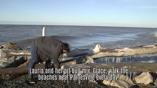 28K views · 500 reactions | Painesville Artist Amy Lauria turns glass she finds on Lake Erie beaches into works of art that sell around the country. Aren't they adorable?!? Video: Rock the Lake CLE | cleveland.com | Facebook